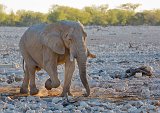 African Bush Elephant (Loxodonta Africana), Etosha National Park, Namibia