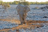 African Bush Elephant (Loxodonta Africana), Etosha National Park, Namibia