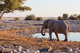 African Bush Elephant, Okaukuejo Waterhole, Etosha National Park, Namibia