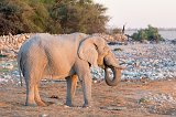 African Bush Elephant Drinking, Okaukuejo Waterhole, Etosha National Park