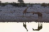 South African Giraffes and their Reflections, Okaukuejo Waterhole, Etosha National Park
