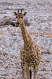 South African Giraffe Drinking, Etosha National Park, Namibia