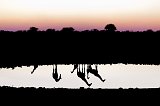 Reflection of South African Giraffes at Sunset, Okaukuejo Waterhole, Etosha National Park