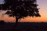 Silhouette of a Tree at Sunset, Etosha National Park, Namibia