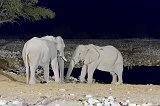 African Bush Elephants Drinking in the Night, Okaukuejo Waterhole, Etosha National Park