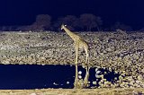 Giraffe at Okaukuejo Waterhole, Etosha National Park, Namibia