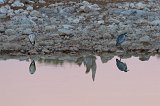 Black-Headed Herons (Ardea Melanocephala),  Okaukuejo Waterhole, Etosha National Park