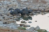 Helmeted Guineafowls (Numida Meleagris),  Okaukuejo Waterhole, Etosha National Park