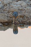 Black-Backed Jackal and his Reflection in Okaukuejo Waterhole, Etosha National Park