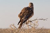 Brown Snake Eagle (Circaetus Cinereus), Etosha National Park, Namibia