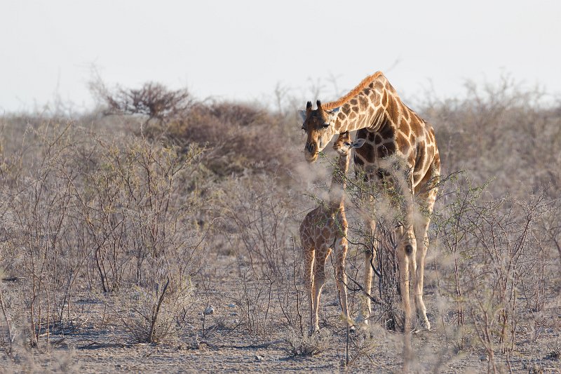 South African Giraffe Cow and Calf, Etosha National Park, Namibia | Etosha National Park - Namibia (Part II) (IMG_4803.jpg)