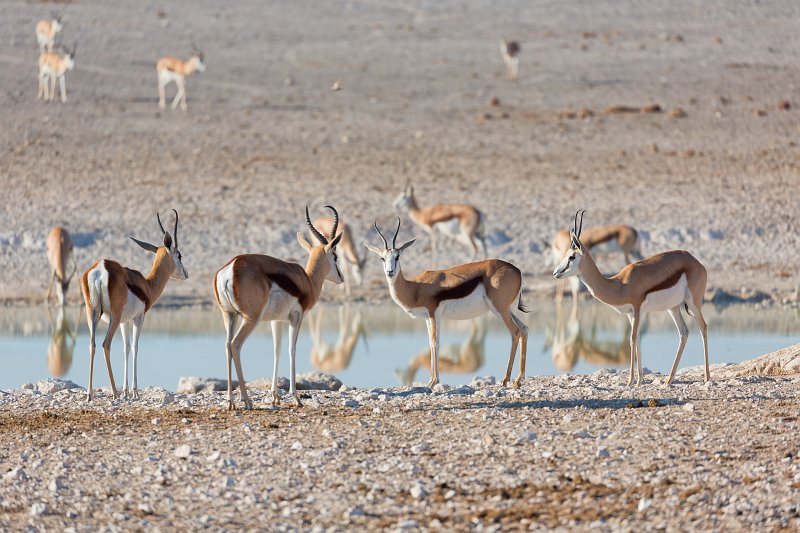 Herd of Springboks (Antidorcas Marsupialis), Nebroni Waterhole, Etosha National Park | Etosha National Park - Namibia (Part II) (IMG_4837.jpg)