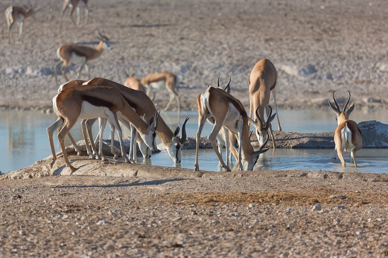 Springboks Drinking, Nebroni Waterhole, Etosha National Park, Namibia | Etosha National Park - Namibia (Part II) (IMG_4858.jpg)
