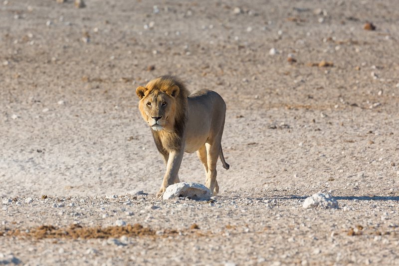 Southern Lion (Panthera Leo Melanochaita), Etosha National Park, Namibia | Etosha National Park - Namibia (Part II) (IMG_4881_2.jpg)