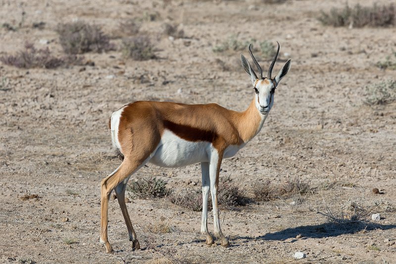 Springbok (Antidorcas Marsupialis), Etosha National Park, Namibia | Etosha National Park - Namibia (Part II) (IMG_4931.jpg)