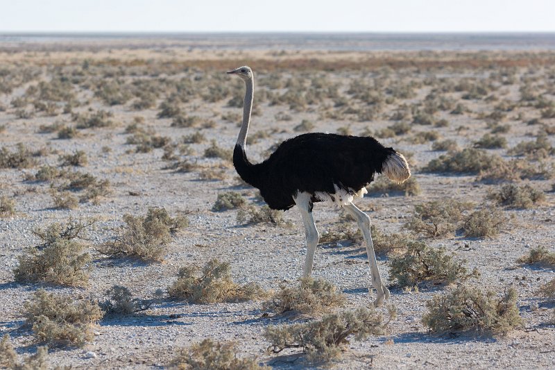 Ostrich (Struthio Camelus), Etosha National Park, Namibia | Etosha National Park - Namibia (Part II) (IMG_4941.jpg)
