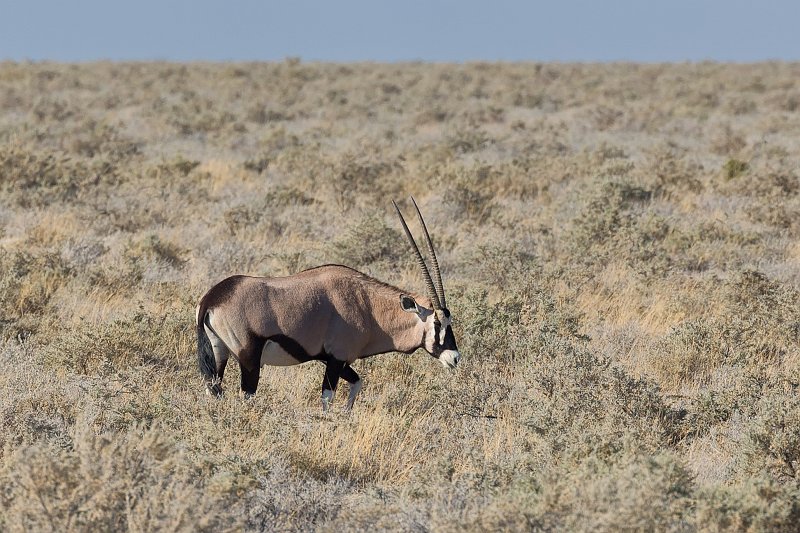 South African Oryx (Oryx Gazella), Etosha National Park, Namibia | Etosha National Park - Namibia (Part II) (IMG_4960.jpg)
