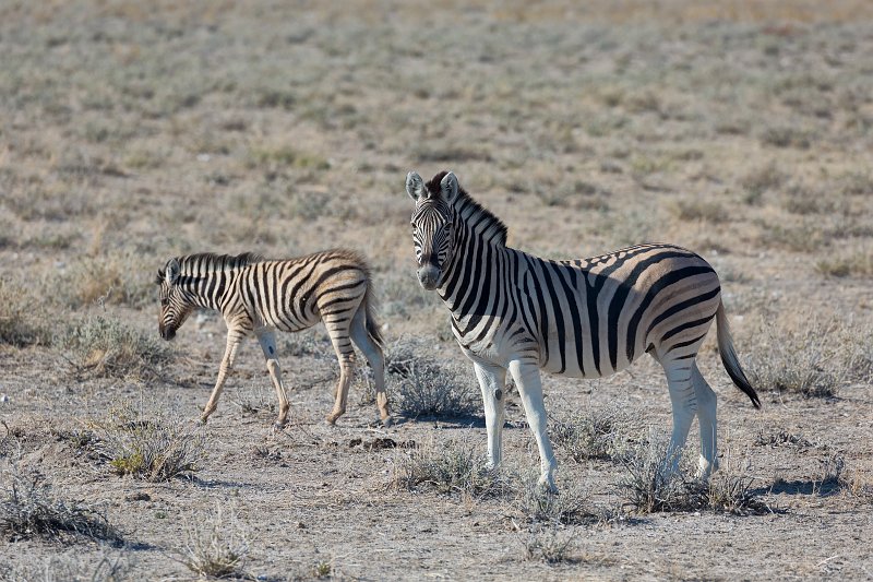 Burchell's Zebra Mare and Foal, Etosha National Park, Namibia | Etosha National Park - Namibia (Part II) (IMG_4963.jpg)