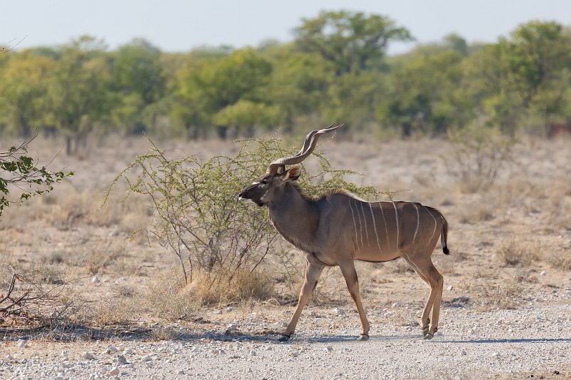 Greater Kudu (Tragelaphus Strepsiceros), Etosha National Park | Etosha National Park - Namibia (Part II) (IMG_4979.jpg)