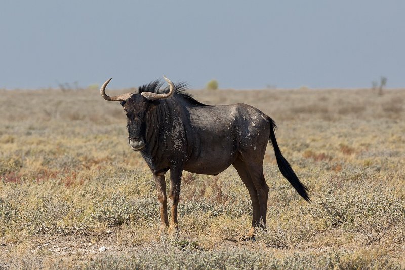 Blue Wildebeest (Connochaetes Taurinus), Etosha National Park, Namibia | Etosha National Park - Namibia (Part II) (IMG_5021.jpg)