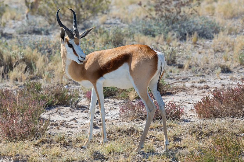 Springbok, Etosha National Park, Namibia | Etosha National Park - Namibia (Part II) (IMG_5049_2.jpg)