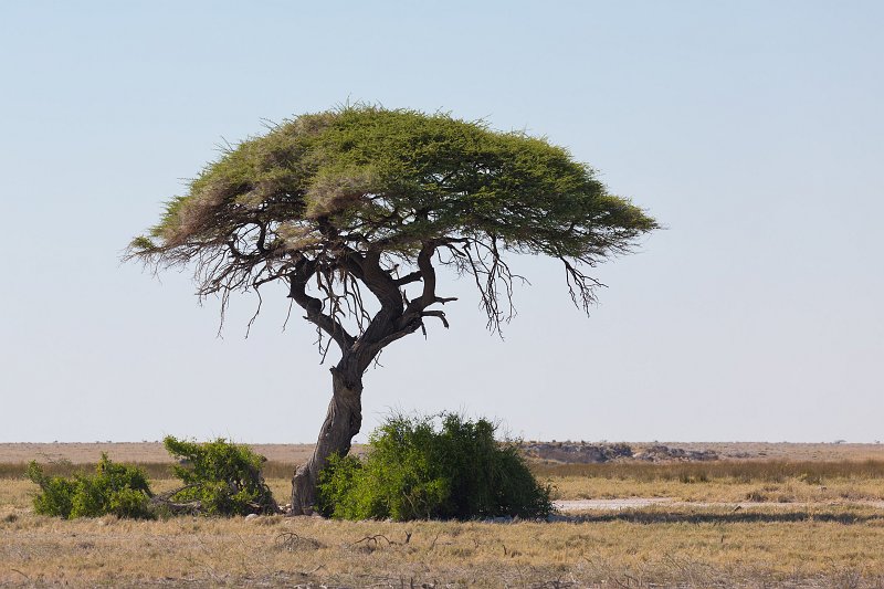 Tree, Etosha National Park, Namibia | Etosha National Park - Namibia (Part II) (IMG_5051.jpg)