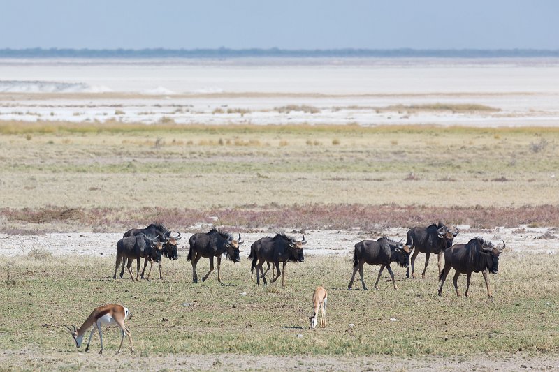 Blue Wildebeests and Springboks, Etosha Pan, Etosha National Park | Etosha National Park - Namibia (Part II) (IMG_5060.jpg)