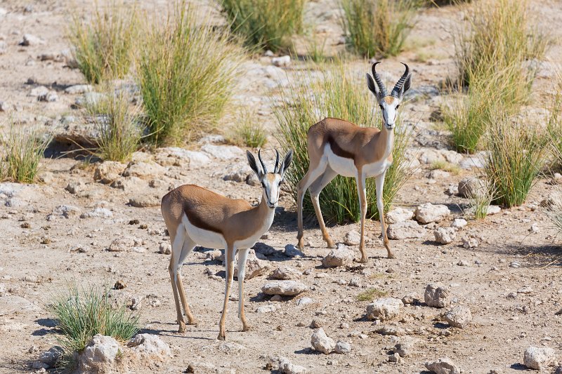 Springboks, Etosha National Park, Namibia | Etosha National Park - Namibia (Part II) (IMG_5078.jpg)