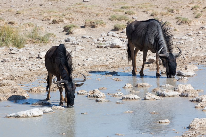 Blue Wildebeests Drinking, Salvadora Waterhole, Etosha National Park | Etosha National Park - Namibia (Part II) (IMG_5102.jpg)