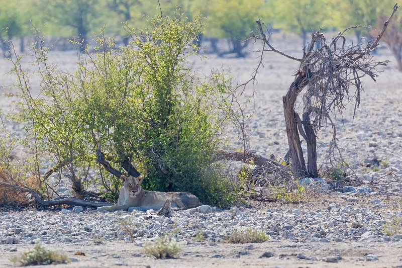 Southern Lioness (Panthera Leo Melanochaita), Etosha National Park, Namibia | Etosha National Park - Namibia (Part II) (IMG_5141.jpg)