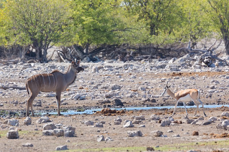 Greater Kudu and Springbok, Rietfontein Waterhole, Etosha National Park | Etosha National Park - Namibia (Part II) (IMG_5183.jpg)