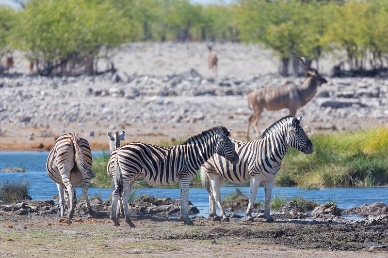 Burchell's Zebras, Rietfontein Waterhole, Etosha National Park | Etosha National Park - Namibia (Part II) (IMG_5189.jpg)