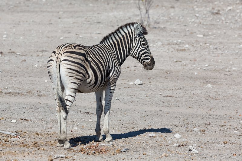 Burchell's Zebra Cub, Etosha National Park, Namibia | Etosha National Park - Namibia (Part II) (IMG_5218.jpg)