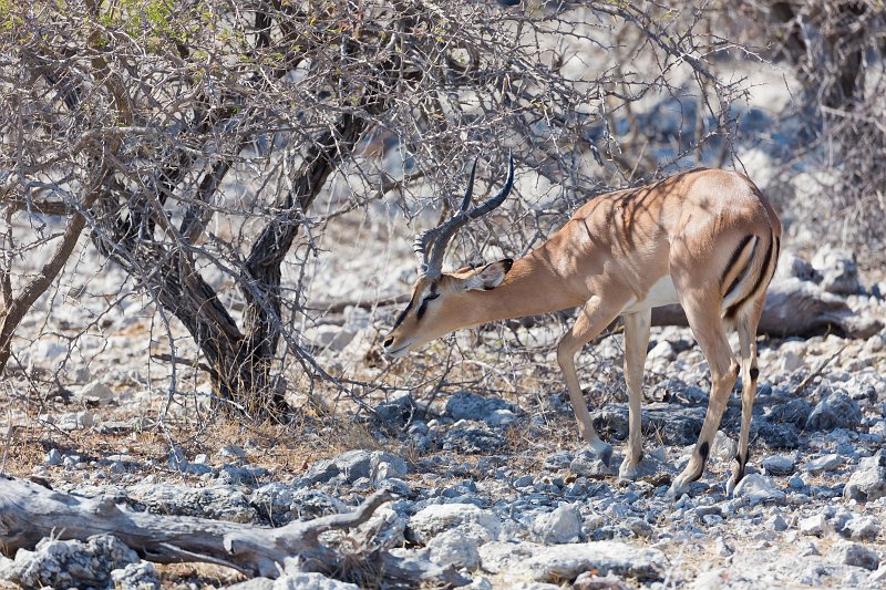 Black-Faced Impala (Aepyceros Melampus Petersi), Etosha National Park, Namibia | Etosha National Park - Namibia (Part II) (IMG_5233.jpg)