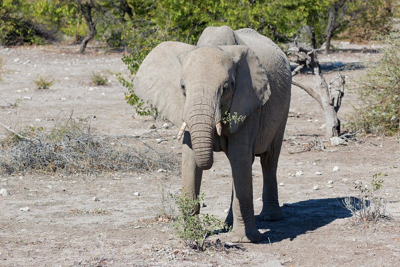 African Bush Elephant (Loxodonta Africana), Etosha National Park, Namibia | Etosha National Park - Namibia (Part II) (IMG_5263.jpg)