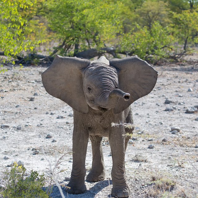 Baby African Bush Elephant, Etosha National Park, Namibia | Etosha National Park - Namibia (Part II) (IMG_5288.jpg)