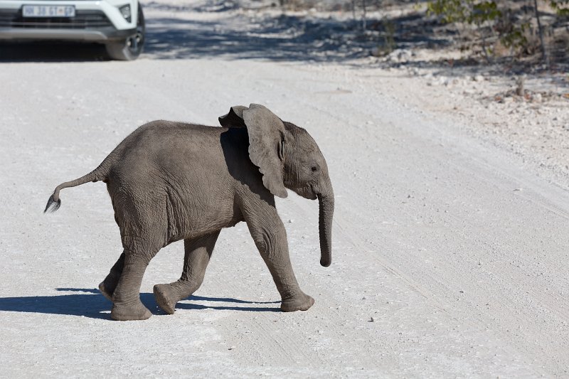 Baby Elephant Crosses the Road, Etosha National Park, Namibia | Etosha National Park - Namibia (Part II) (IMG_5299.jpg)