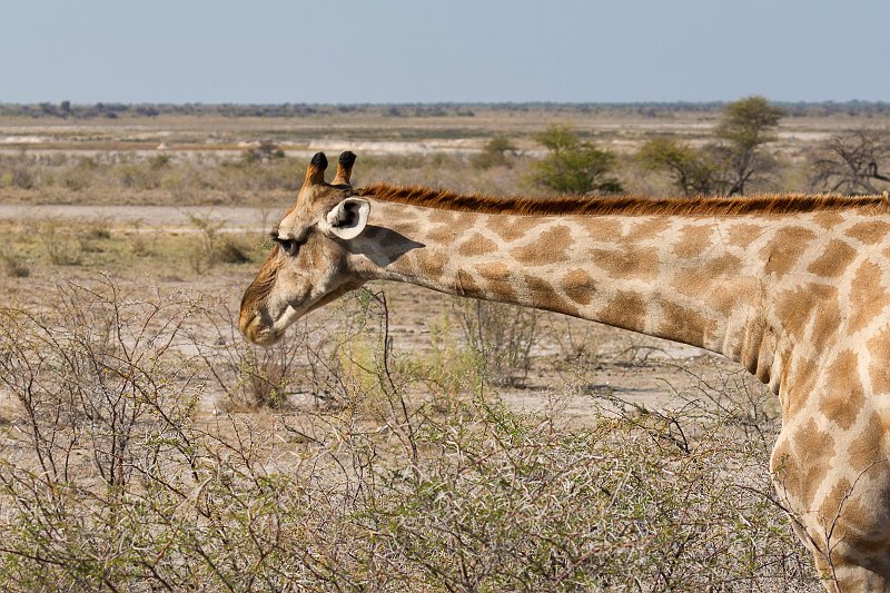 South African Giraffe, Etosha National Park, Namibia | Etosha National Park - Namibia (Part II) (IMG_5307.jpg)