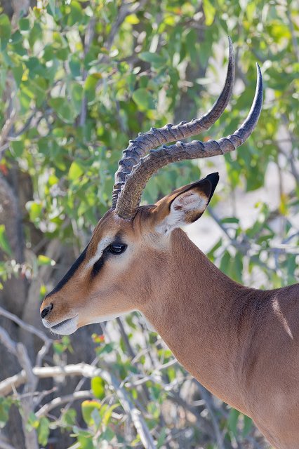 Black-Faced Impala (Aepyceros Melampus Petersi), Etosha National Park, Namibia | Etosha National Park - Namibia (Part II) (IMG_5327.jpg)