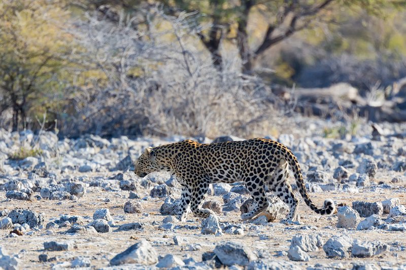 African Leopard (Panthera Pardus Pardus), Etosha National Park, Namibia | Etosha National Park - Namibia (Part II) (IMG_5424.jpg)