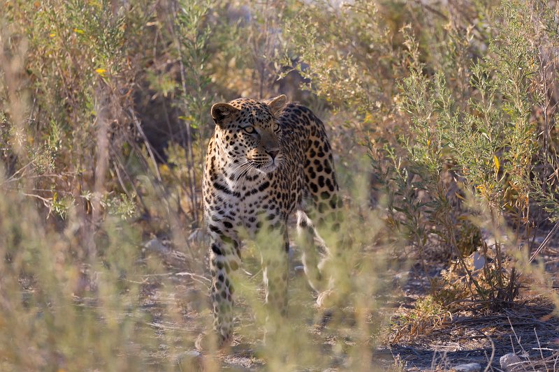 African Leopard (Panthera Pardus Pardus), Etosha National Park, Namibia | Etosha National Park - Namibia (Part II) (IMG_5443.jpg)