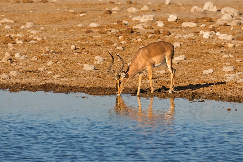 Black-Faced Impala Drinking, Klein Namutoni Waterhole, Etosha National Park | Etosha National Park - Namibia (Part II) (IMG_5503.jpg)