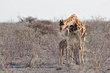 South African Giraffe Cow and Calf, Etosha National Park, Namibia