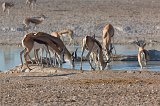 Springboks Drinking, Nebroni Waterhole, Etosha National Park, Namibia