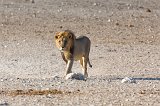 Southern Lion (Panthera Leo Melanochaita), Etosha National Park, Namibia