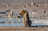 Southern Lion Sitting near Nebroni Waterhole, Etosha National Park, Namibia