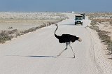 Ostrich Crossing the Road, Etosha National Park, Namibia