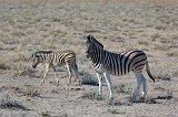 Burchell's Zebra Mare and Foal, Etosha National Park, Namibia