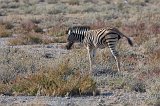 Burchell's Zebra Foal, Etosha National Park, Namibia
