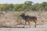 Greater Kudu (Tragelaphus Strepsiceros), Etosha National Park